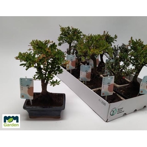 BONSAI GEM