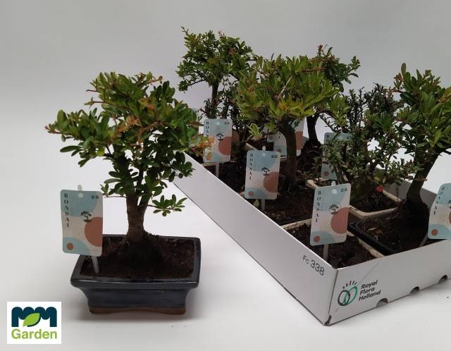 <h4>BONSAI GEM</h4>