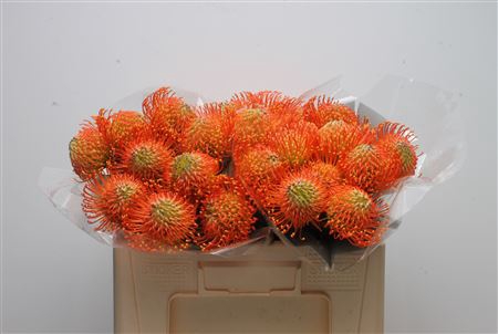 <h4>Leuco Neena Orange</h4>