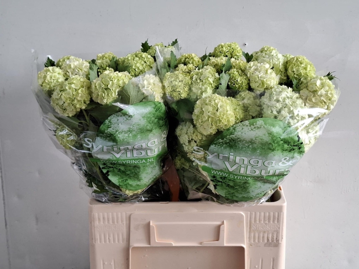 <h4>VIBURNUM ROSEUM ST</h4>