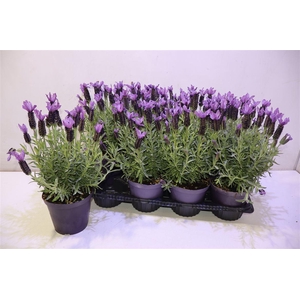 Lavandula Stoechas