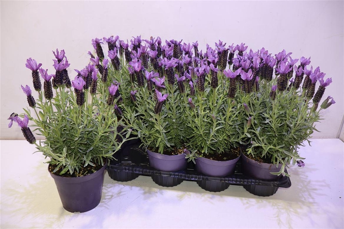 <h4>Lavandula Stoechas</h4>