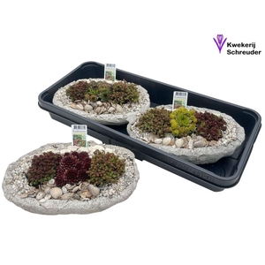 Arr Tuinplanten In Betonbak Ovaal