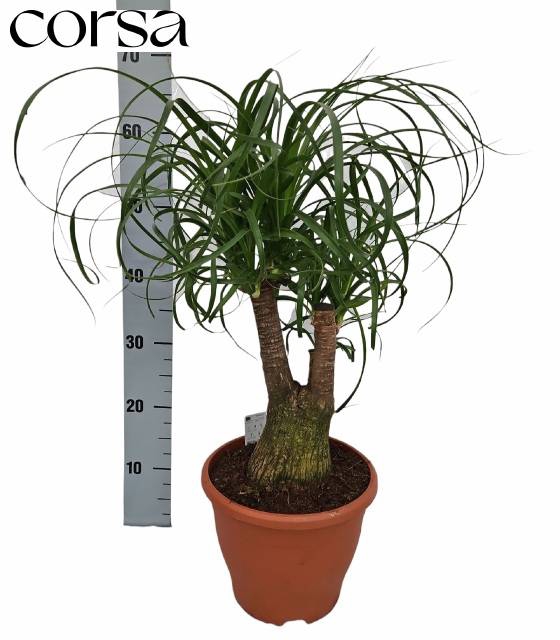 <h4>BEAUCARNEA RECUR</h4>