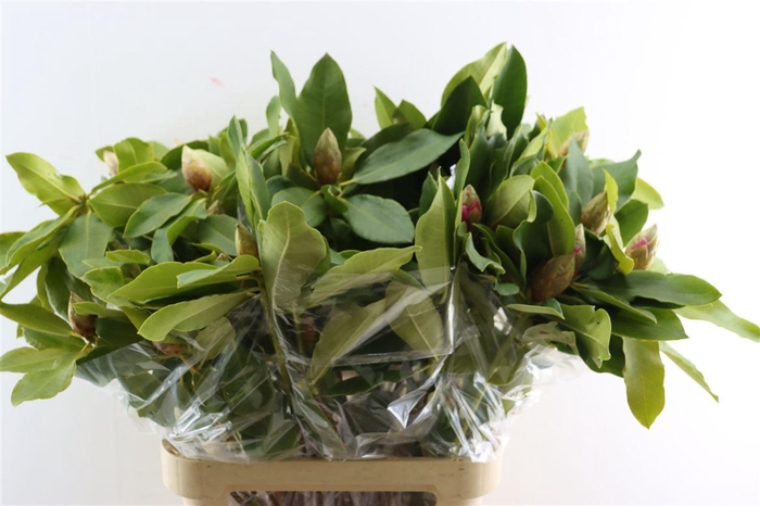 <h4>Rhodo Cerise 90cm P Bunch</h4>