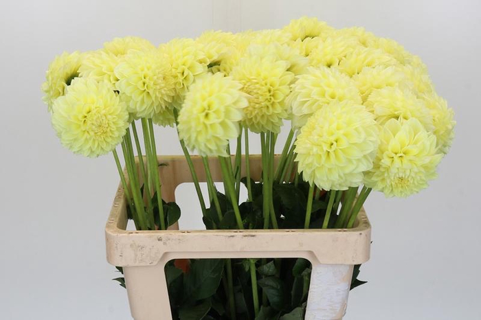 <h4>Dahlia Banana Baby</h4>