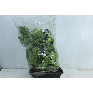 JIBOIA VERDE 1/2 CUIA PENDENTE