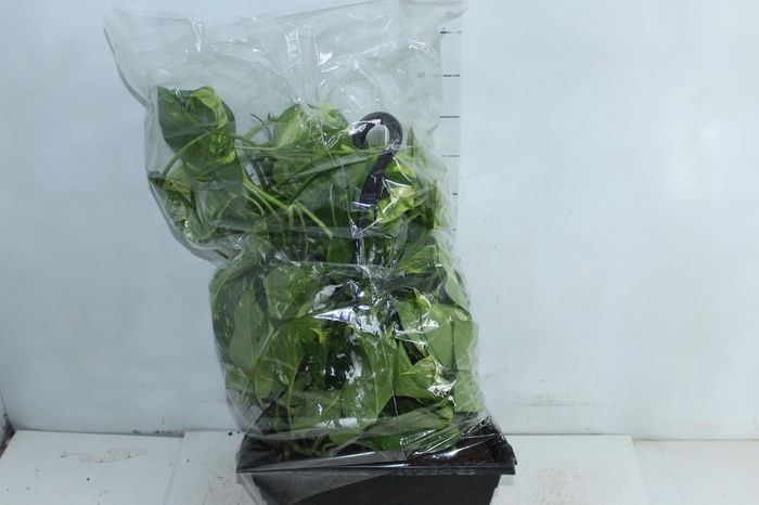 <h4>JIBOIA VERDE 1/2 CUIA PENDENTE</h4>