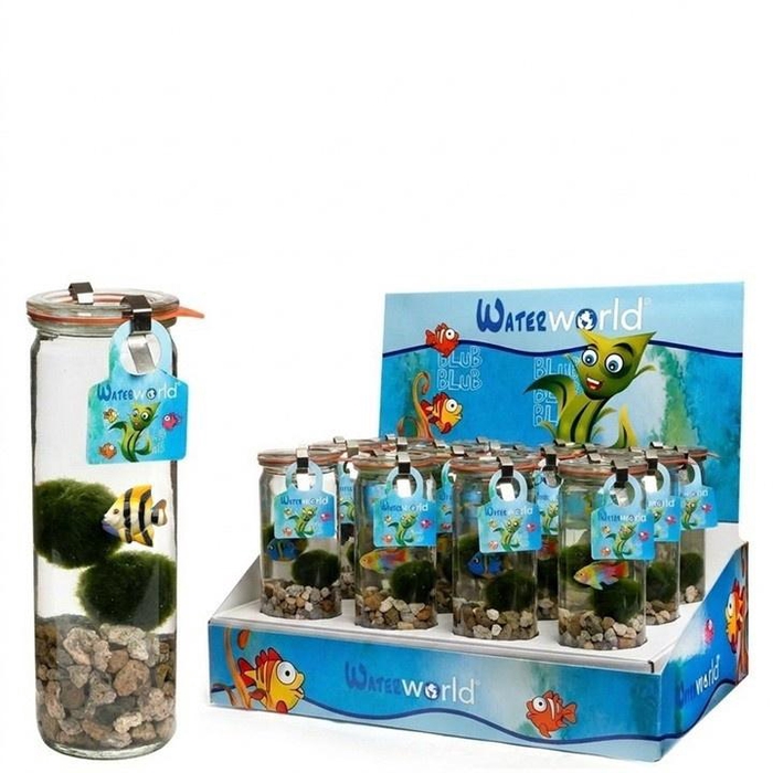 <h4>ARR WATERPLANTEN H%</h4>