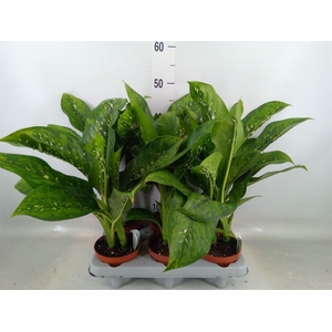 Dieffenbachia
