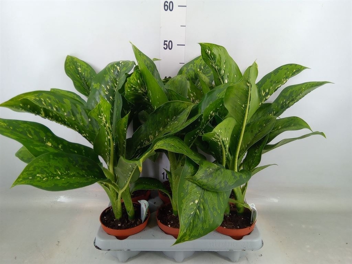 <h4>Dieffenbachia</h4>