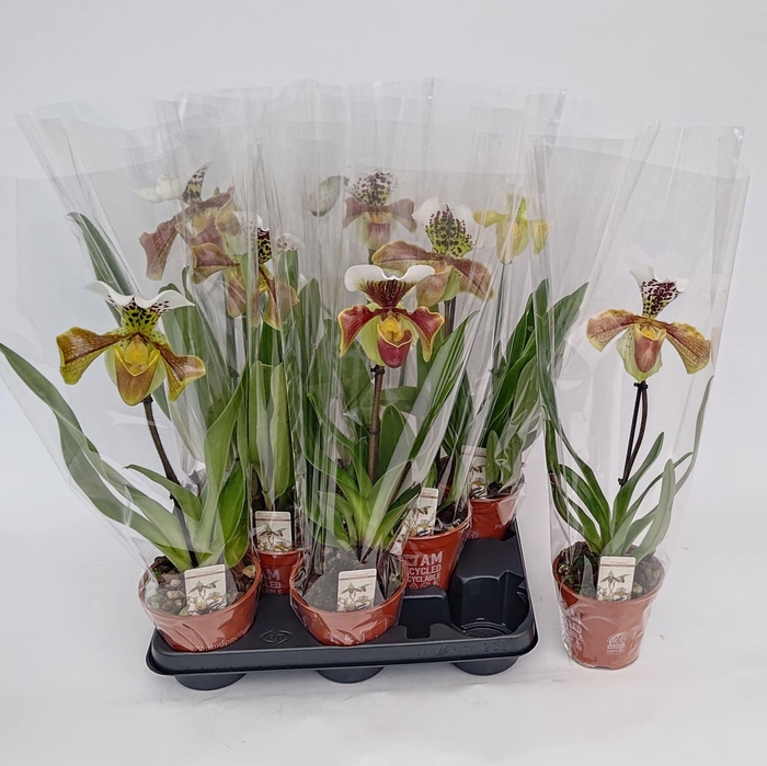 Paph Amerika Hyb Gem