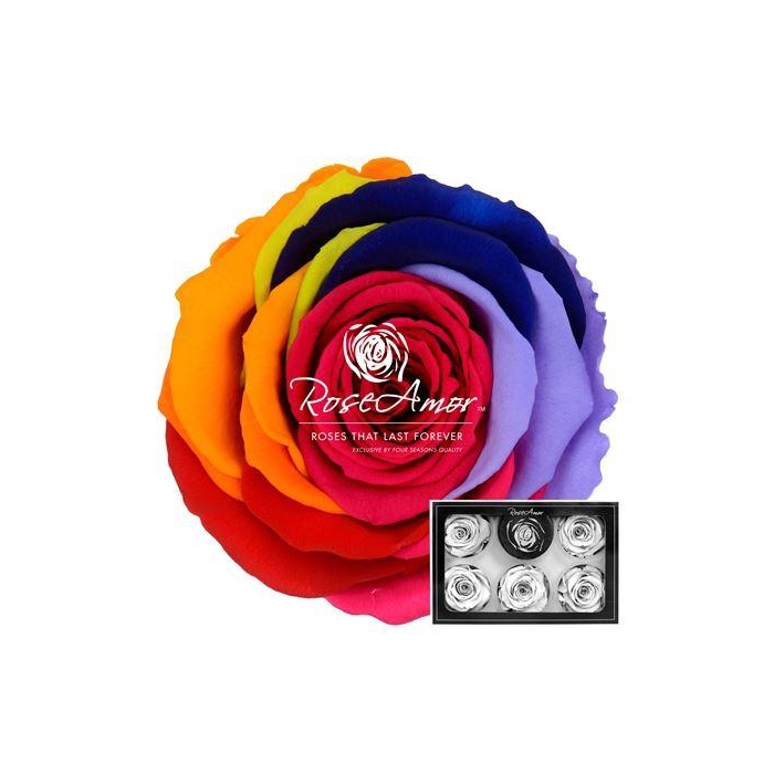 <h4>Xl Rainbow Red02</h4>