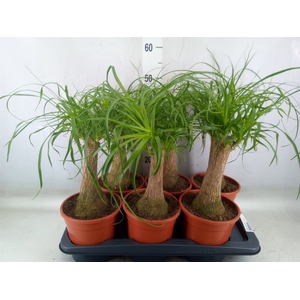 Beaucarnea recurvata