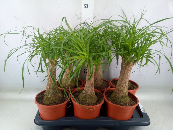 <h4>Beaucarnea recurvata</h4>