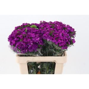 Di Barb Neon Purple