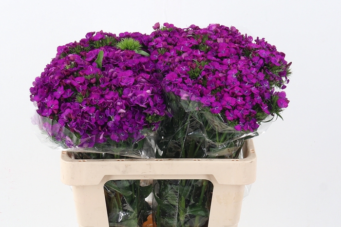 <h4>Di Barb Neon Purple</h4>