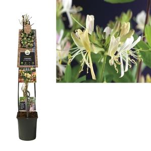 Lonicera per. 'Belgica Select' +3.0 label