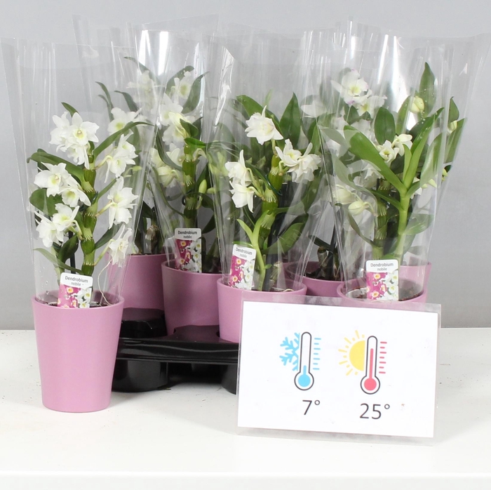 <h4>DEND NOBILE</h4>