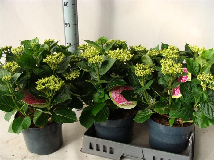 Hydrangea mac.   ...