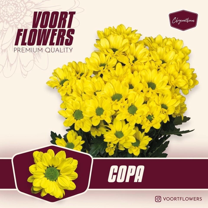 <h4>CHR T COPA</h4>