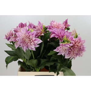 Dahlia Cafe Au Lait