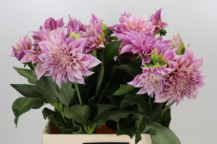 <h4>Dahlia Cafe Au Lait</h4>