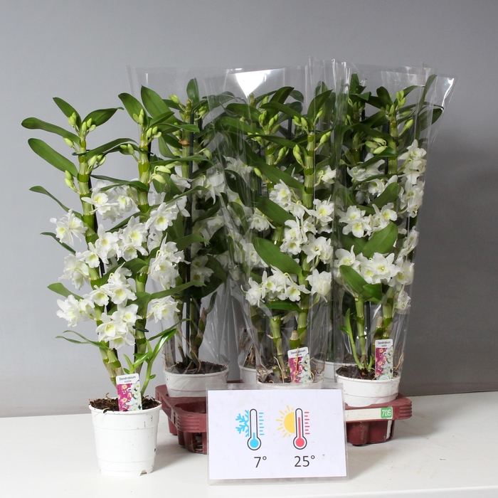 <h4>DENDR N SC APOLLON</h4>