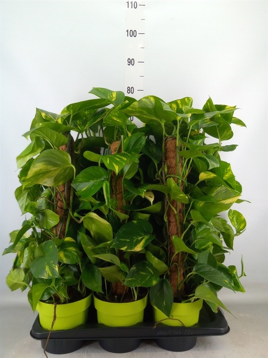 <h4>Epipremnum pinn.   ...moss stick</h4>