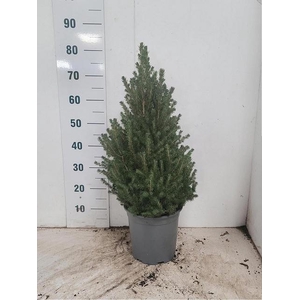PICEA GL CONICA