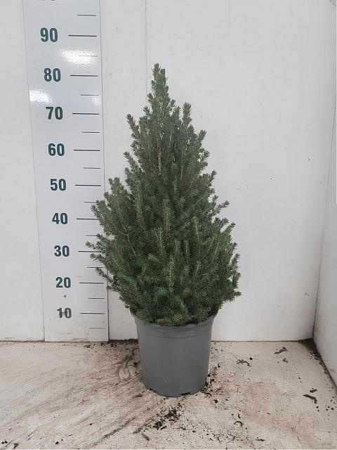 <h4>PICEA GL CONICA</h4>