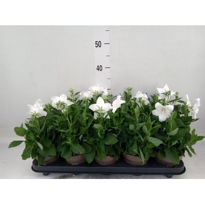 Platycodon grand. 'Astra White'