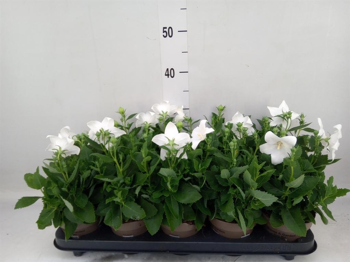 <h4>Platycodon grand. 'Astra White'</h4>