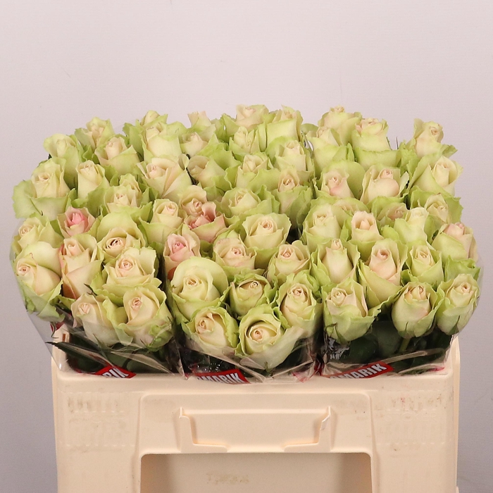 <h4>R GR LA BELLE</h4>