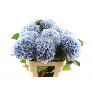 Hydr Verena Blue 40 cm Vicini