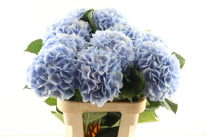 <h4>Hydr Verena Blue 40 cm Vicini</h4>