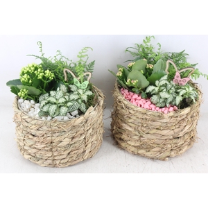 arr2 PL - Mand rond naturel x5 - roze/wit