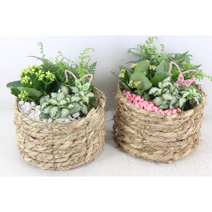 <h4>Arr2 Pl - Mand Rond Naturel X5 - Roze/wit</h4>