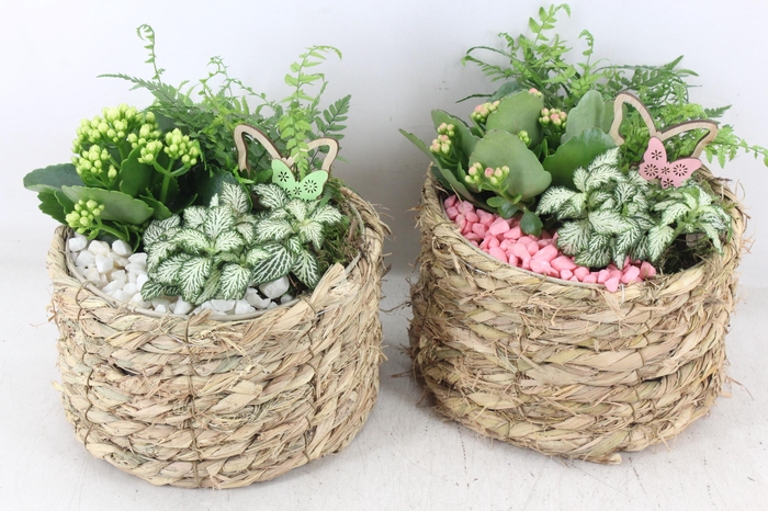 <h4>arr2 PL - Mand rond naturel x5 - roze/wit</h4>