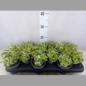 Plectranthus   ...
