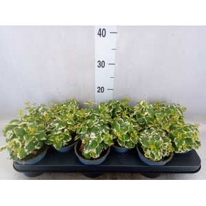 Plectranthus   ...