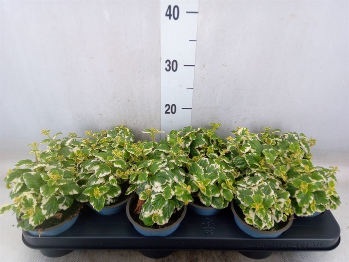 <h4>Plectranthus   ...</h4>