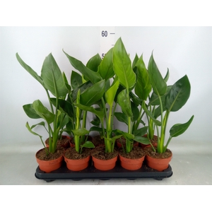 Strelitzia reg.   ...no flowers