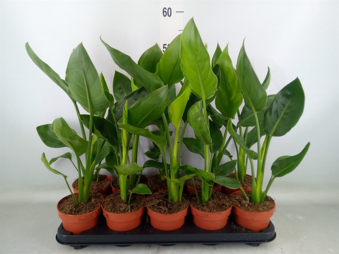 <h4>Strelitzia reg.   ...no flowers</h4>