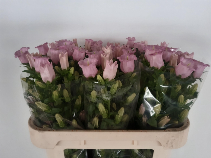 <h4>Camp M Pearl Pink</h4>