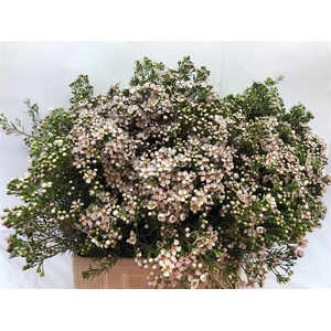 CHAME UN JUPITE MOON