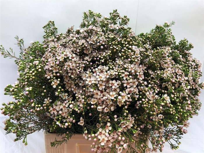 <h4>CHAME UN JUPITE MOON</h4>