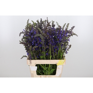 Salvia Overig