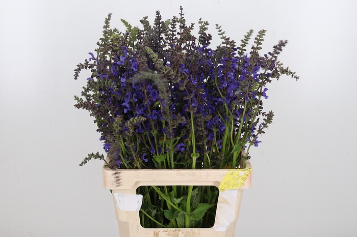 <h4>Salvia Overig</h4>