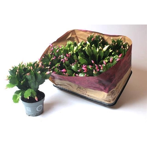 SCHLUMBERGERA MIX P12